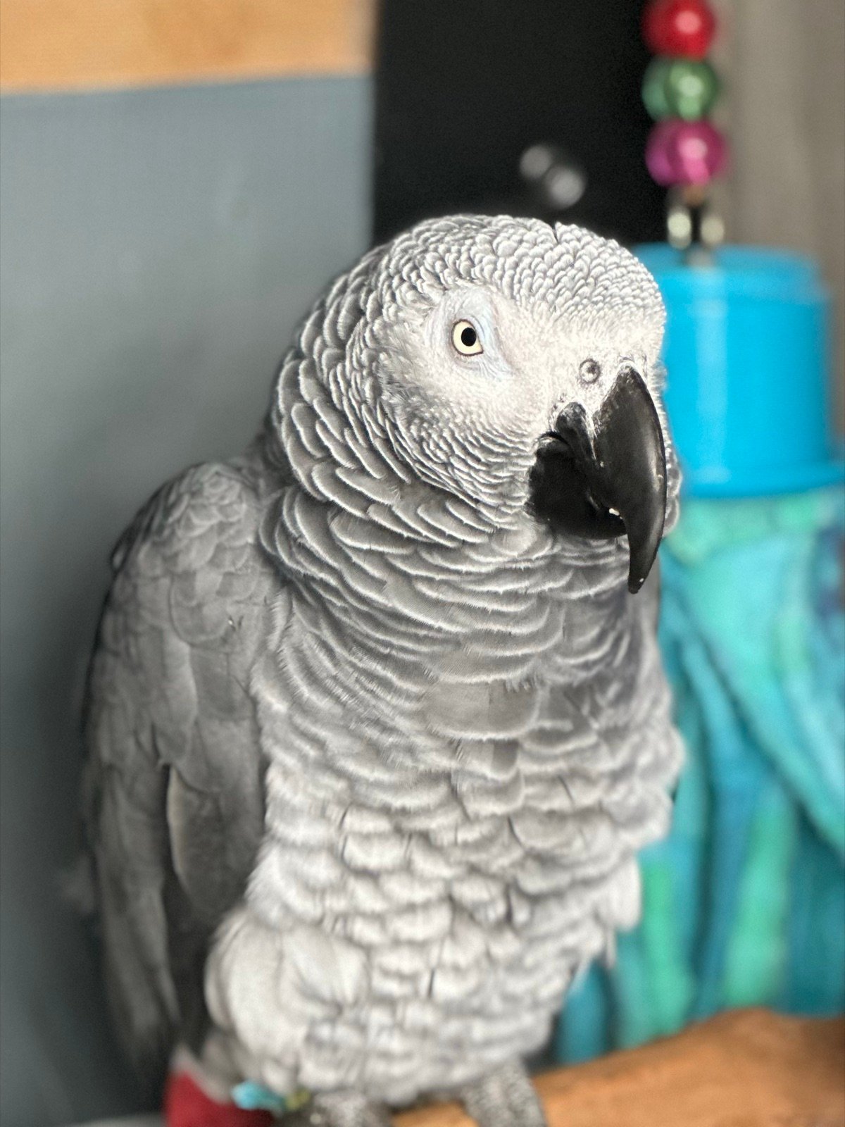 Lucas the African grey parrot, up close